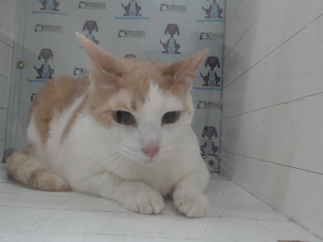 TAZ Image