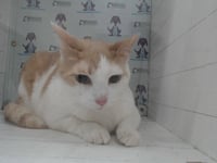 TAZ - Photo 1