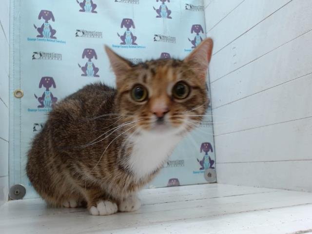 MAPLE - Domestic Short Hair available for adoption