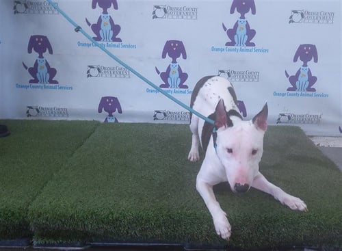 BEBO - Bull Terrier available for adoption