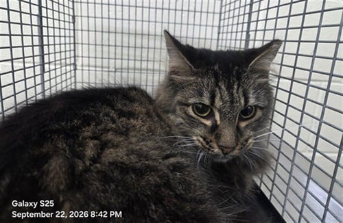 A606012 - Domestic Long Hair available for adoption