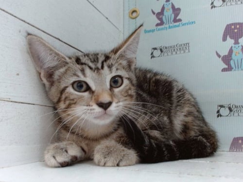 *KRISPY - Domestic Short Hair available for adoption