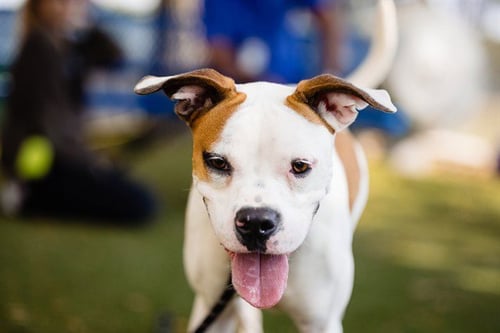 *REBA - Boxer / Pit Bull Terrier available for adoption