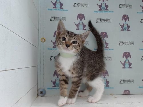*TWIX - Domestic Short Hair available for adoption