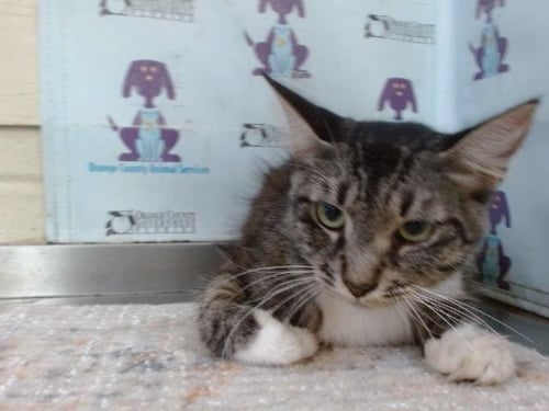 *SKITTLES - Domestic Medium Hair available for adoption