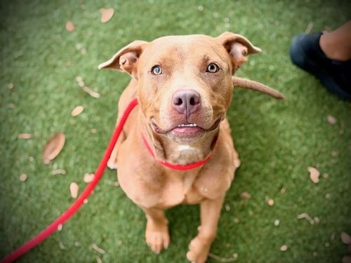 *TAROT - Pit Bull Terrier available for adoption