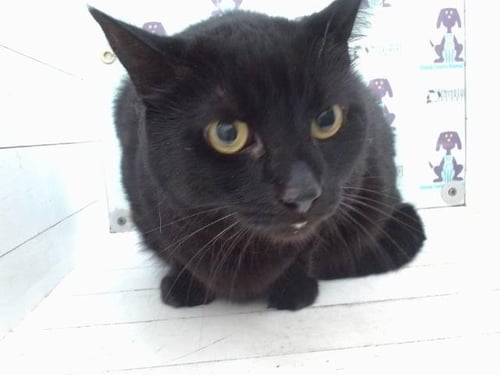 A606753 - Domestic Short Hair available for adoption