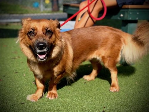 ELLA - Shetland Sheepdog Sheltie / German Shepherd Dog available for adoption