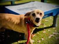 ODIE - Photo 1
