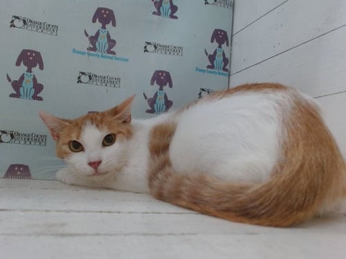 CLOE - Domestic Short Hair available for adoption