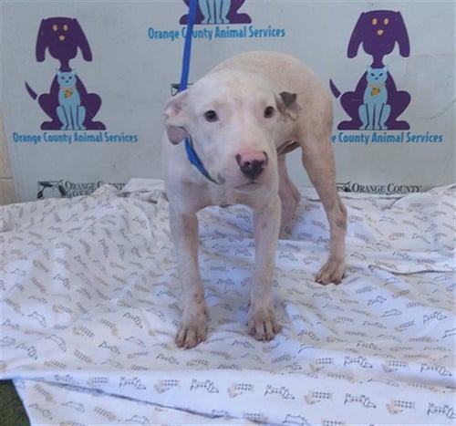 *ACHILLES - Border Collie / Pit Bull Terrier available for adoption