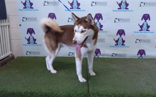 YUKON - Siberian Husky available for adoption