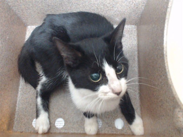 *LUCIA - Domestic Short Hair available for adoption