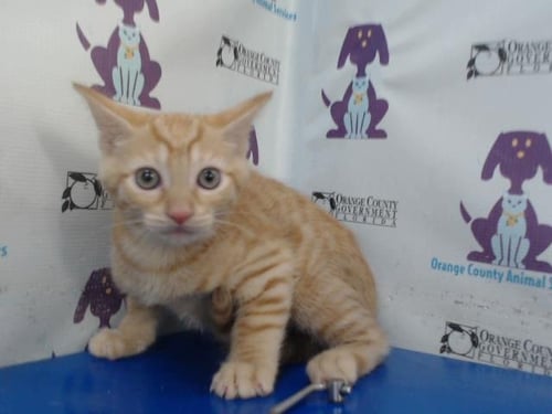 *DOPEY - Domestic Short Hair available for adoption