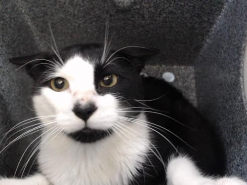 RINGO - Domestic Short Hair available for adoption