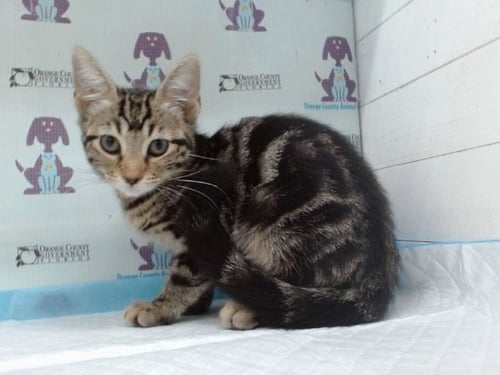 *BETHANY - Domestic Short Hair available for adoption