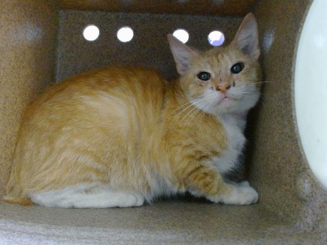 *ALFREDO - Domestic Short Hair available for adoption