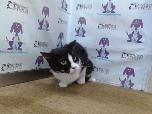 A604211 - Domestic Short Hair available for adoption