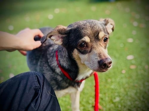 LUCKY - Chihuahua / Yorkshire Terrier Yorkie available for adoption