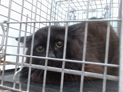 NOIR - Domestic Medium Hair available for adoption