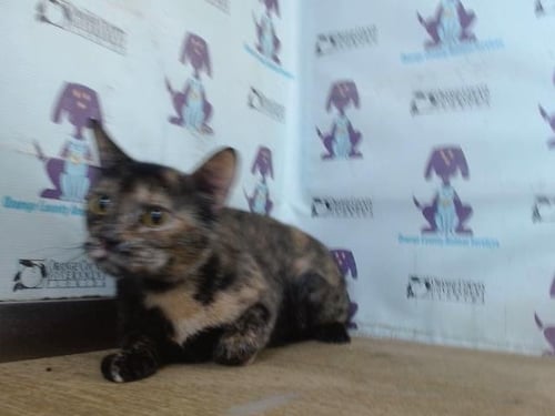KALI - Domestic Short Hair available for adoption