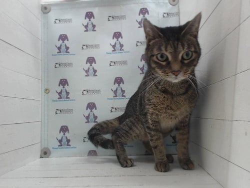 CHAOS - Domestic Short Hair available for adoption