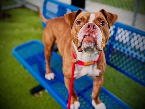 MILO - Pit Bull Terrier / Bulldog for adoption in Orlando