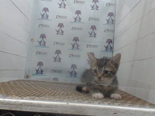 A593116 - Domestic Short Hair available for adoption