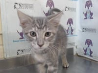 *EMBER - Photo 1