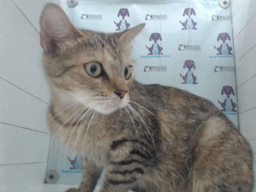 *GIGI - Domestic Short Hair available for adoption