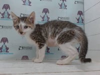 *BUTTERCUP - Photo 1