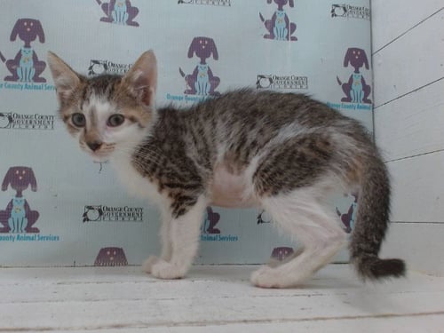 *BUTTERCUP - Domestic Short Hair available for adoption