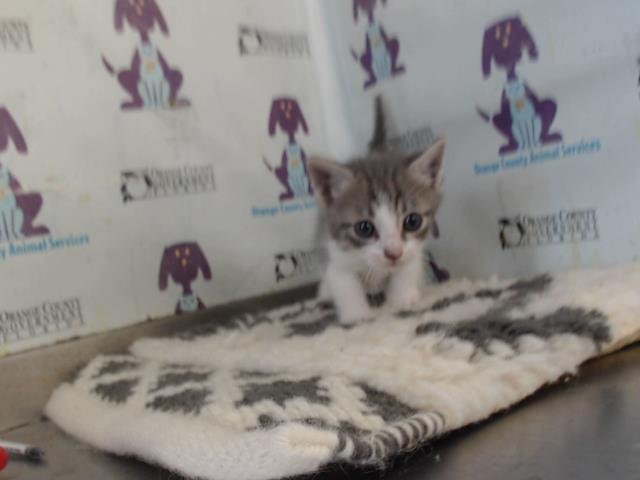 *PECAN - Domestic Short Hair available for adoption