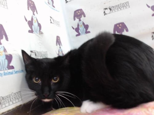 NIGHTMARE - Domestic Short Hair available for adoption