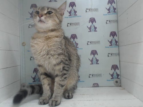 BLESSING - Domestic Short Hair available for adoption