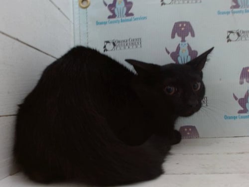 *SHABOOPIE - Domestic Short Hair available for adoption