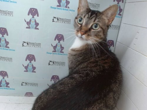 *PRINCETON - Domestic Short Hair available for adoption