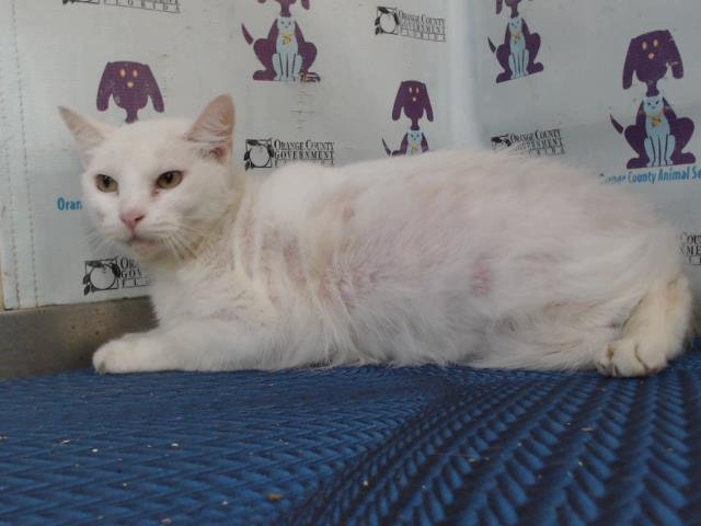 MOMMA - Domestic Short Hair available for adoption