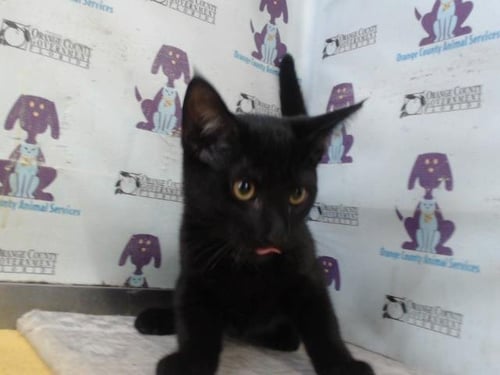 A595514 - Domestic Short Hair available for adoption