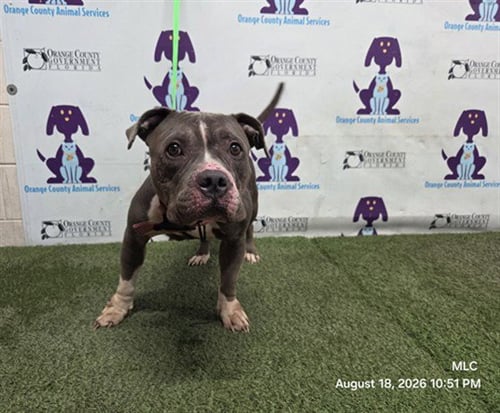 A603569 - Pit Bull Terrier available for adoption
