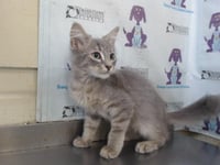 *CUTIE PATOOTIE - Photo 1