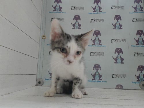 *TRUFFLE - Domestic Short Hair available for adoption
