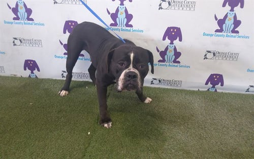 BETTY - Bullmastiff available for adoption