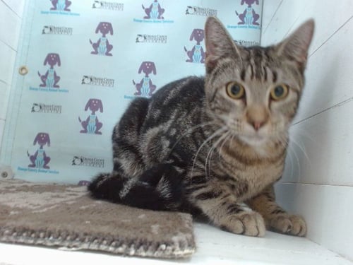 CLOUD - Domestic Short Hair available for adoption