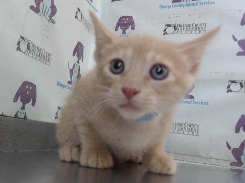 COLBY - Domestic Short Hair available for adoption