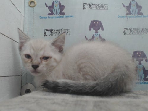 *KENYO - Domestic Short Hair available for adoption