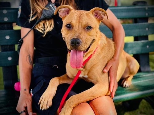 *WAYNE - Pit Bull Terrier available for adoption