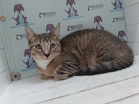 *MILO - Photo 1