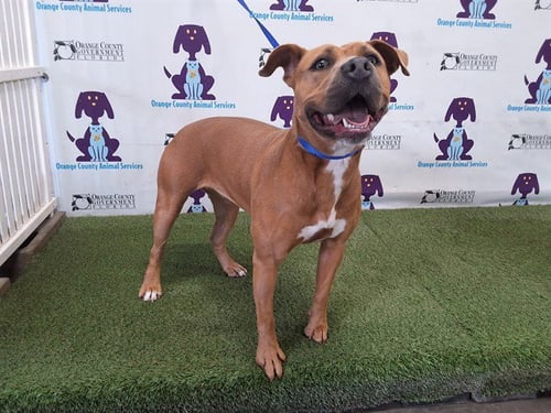 ROSE - Pit Bull Terrier available for adoption