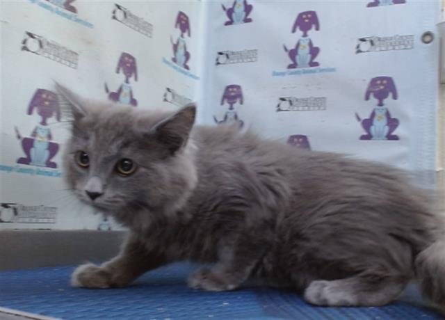 *SLINKY - Domestic Long Hair available for adoption